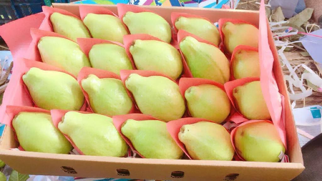 Banati Guave 3 kilo